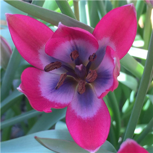 Tulip (Dwarf) 'Little Beauty Loose Per 10 Bulbs.
